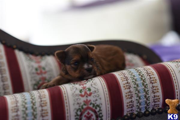 Yorkshire Terrier dog