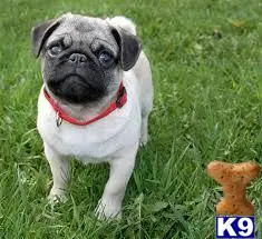 Pug puppy for sale