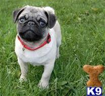 pug puppy posted by juimaser