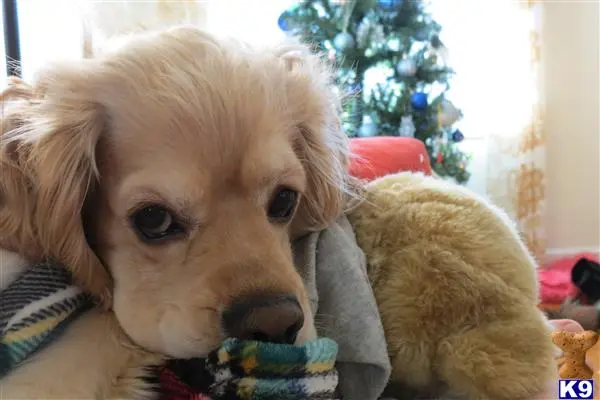 Cocker Spaniel stud dog