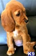 cavalier king charles spaniel puppy posted by jukingmans