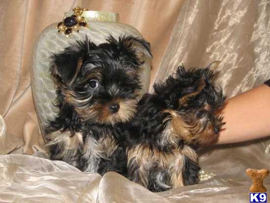 Yorkshire Terrier dog