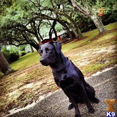 Labrador Retriever stud dog