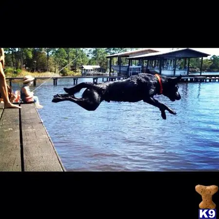 Labrador Retriever stud dog