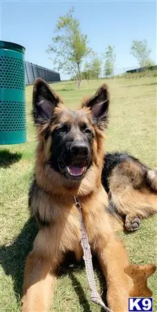 German Shepherd stud dog