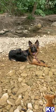 German Shepherd stud dog