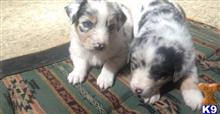 australian shepherd puppy posted by juliatow002