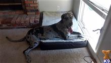 Great Dane