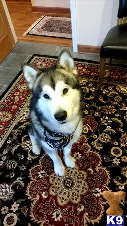 Alaskan Malamute stud dog