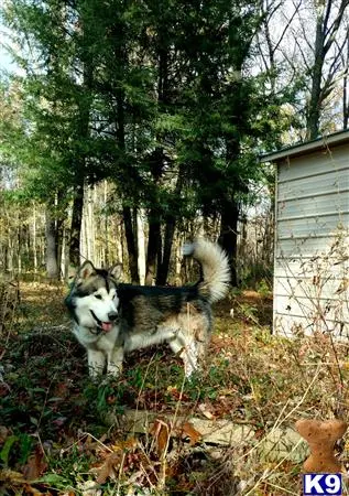 Alaskan Malamute stud dog