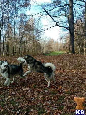 Alaskan Malamute stud dog