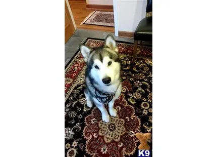 Alaskan Malamute