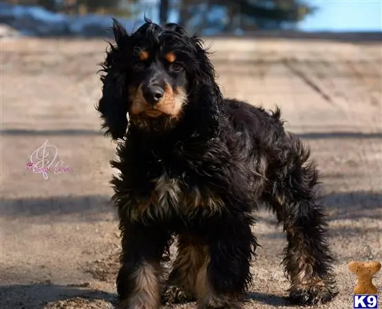 American Cocker Spaniel stud dog