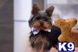 Yorkshire Terrier stud dog