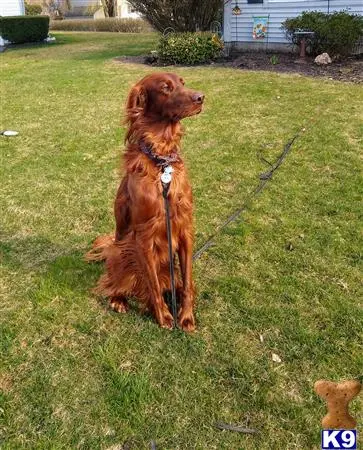 Irish Setter stud dog