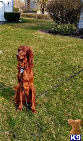 Irish Setter stud dog