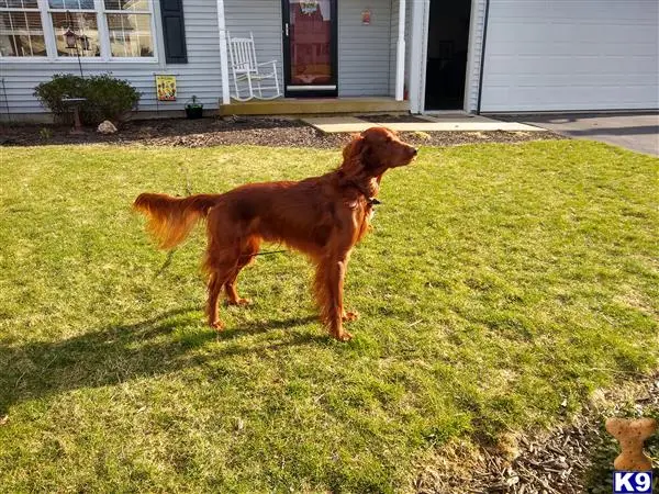 Irish Setter stud dog