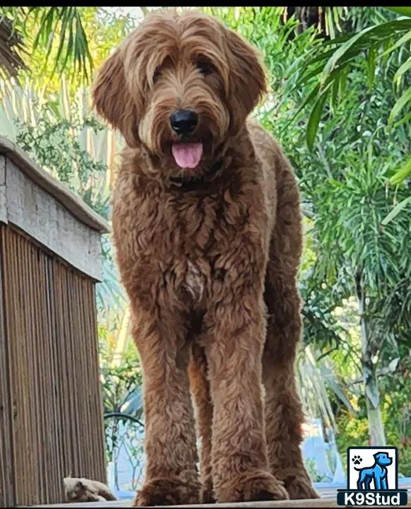 Goldendoodles female dog