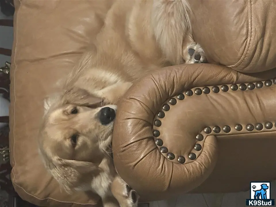 Golden Retriever female dog