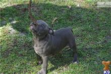 staffordshire bull terrier puppy posted by julitakurowska52