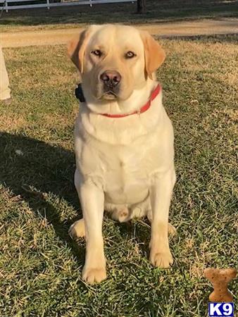 Labrador Retriever