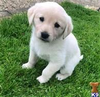 labrador retriever puppy posted by junesert