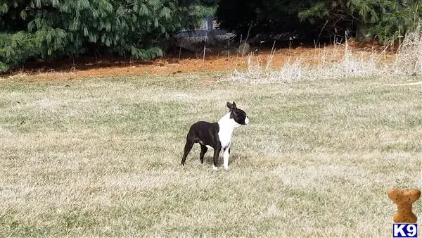 Boston Terrier stud dog