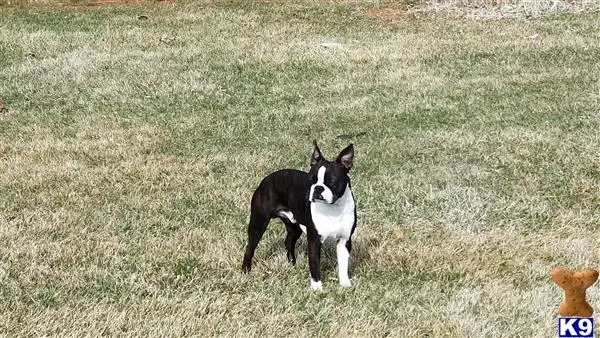 Boston Terrier stud dog