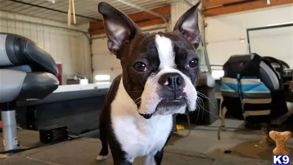 Boston Terrier stud dog