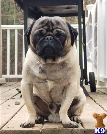 Pug