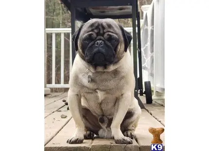 Pug