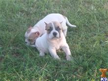 american pit bull puppy posted by junkyardbullys