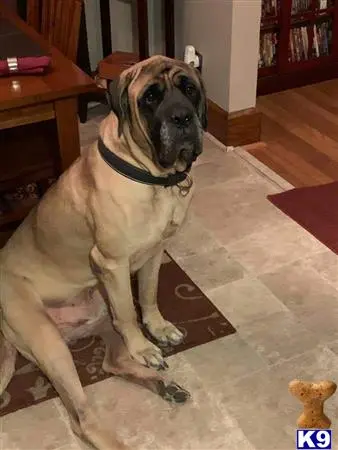 Mastiff stud dog