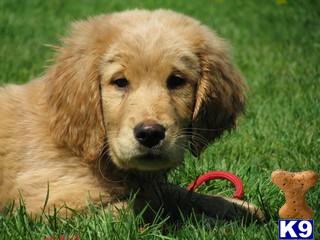 fully trained golden retriever for sale golden retriever puppy for sale golden retriever fully trained 6 years fully trained golden retriever for sale golden retriever puppy for sale golden retriever fully trained 6 years