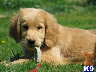 fully trained golden retriever for sale golden retriever puppy for sale golden retriever fully trained 6 years fully trained golden retriever for sale golden retriever puppy for sale golden retriever fully trained 6 years