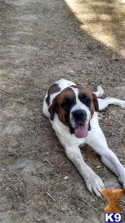 Saint Bernard female dog