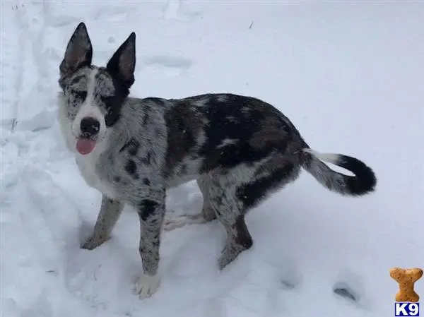 Border Collie stud dog