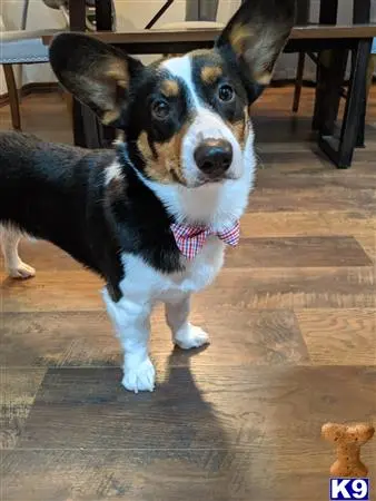 Pembroke Welsh Corgi stud dog: a pembroke welsh corgi dog wearing a bow tie