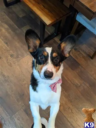 Pembroke Welsh Corgi stud dog: a pembroke welsh corgi dog sitting on a wood floor
