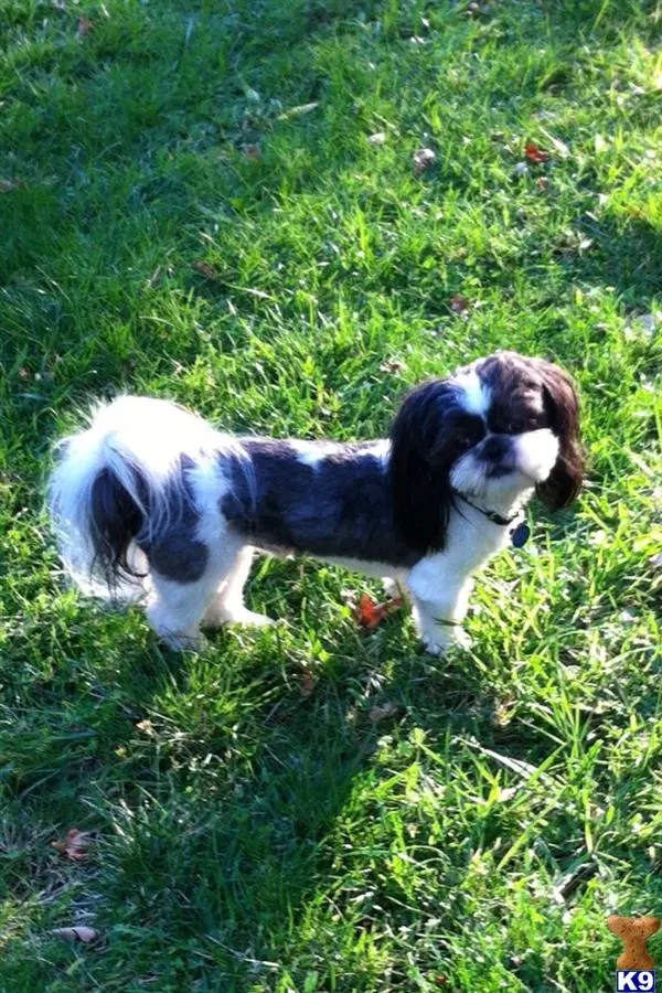 Shih Tzu stud dog