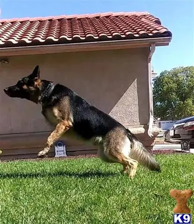 German Shepherd stud dog