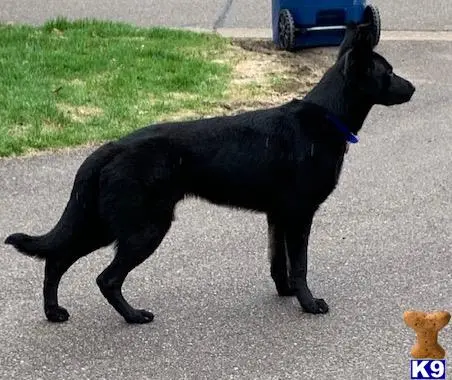 German Shepherd stud dog