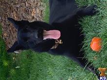 Axe available German Shepherd puppy located in MINNETONKA