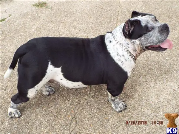 American Bully stud dog