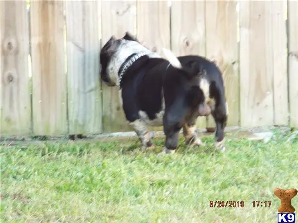 American Bully stud dog