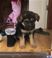 german shepherd puppy posted by juters