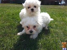 maltese puppy posted by juvehacks206