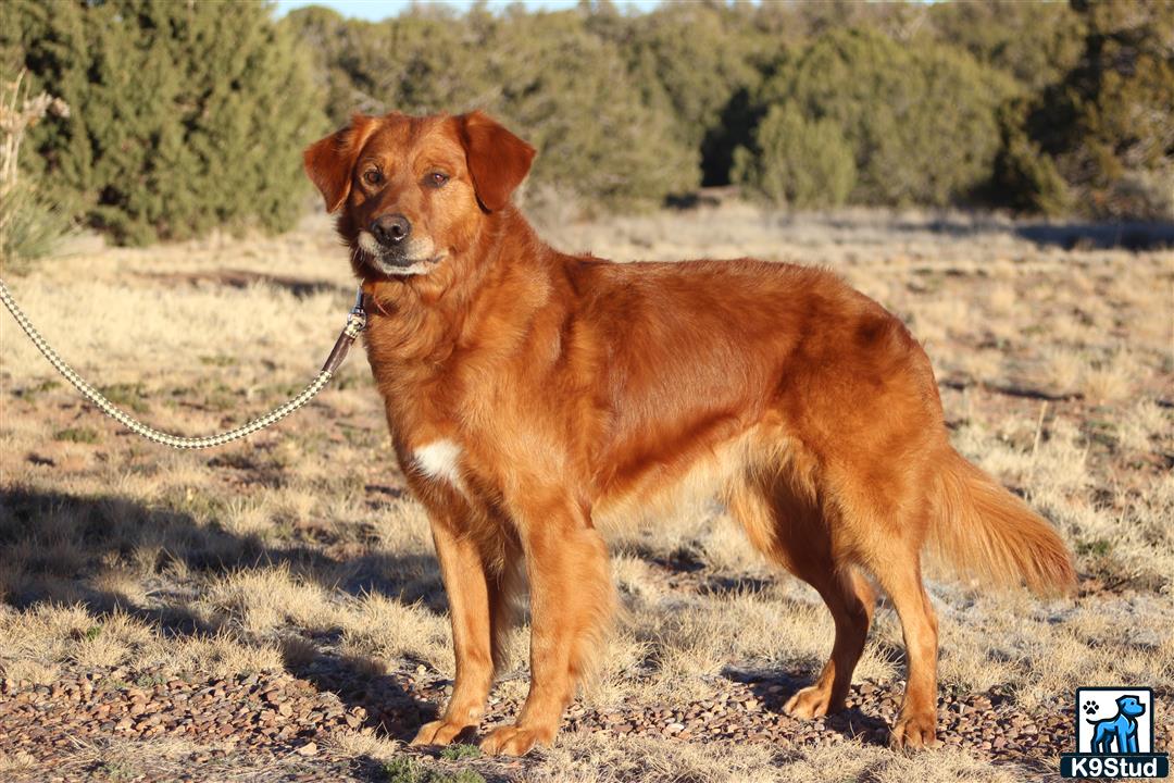 a golden retriever dog on a leash