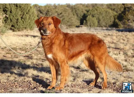 a golden retriever dog on a leash