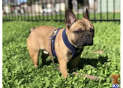 French Bulldog